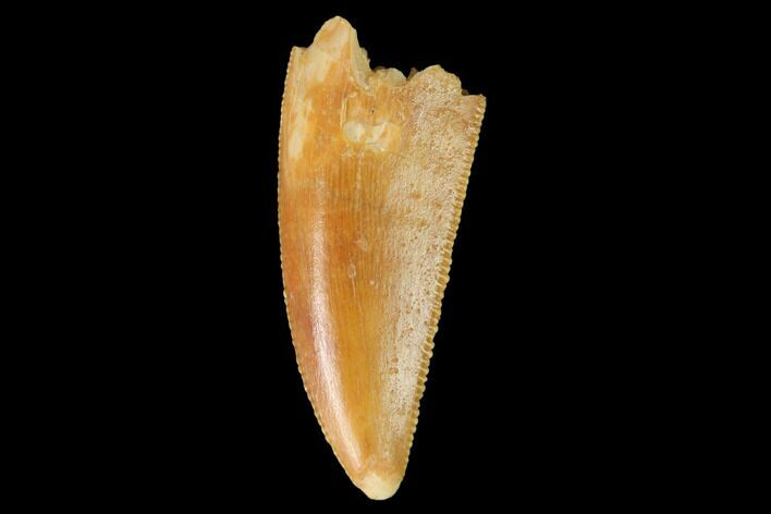 Serrated, Raptor Tooth - Real Dinosaur Tooth #142610
